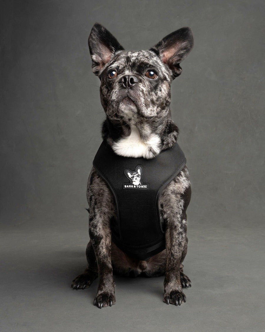 A dog wearing the Old Fashioned Bark & Tonic Signature cooling harness(black)