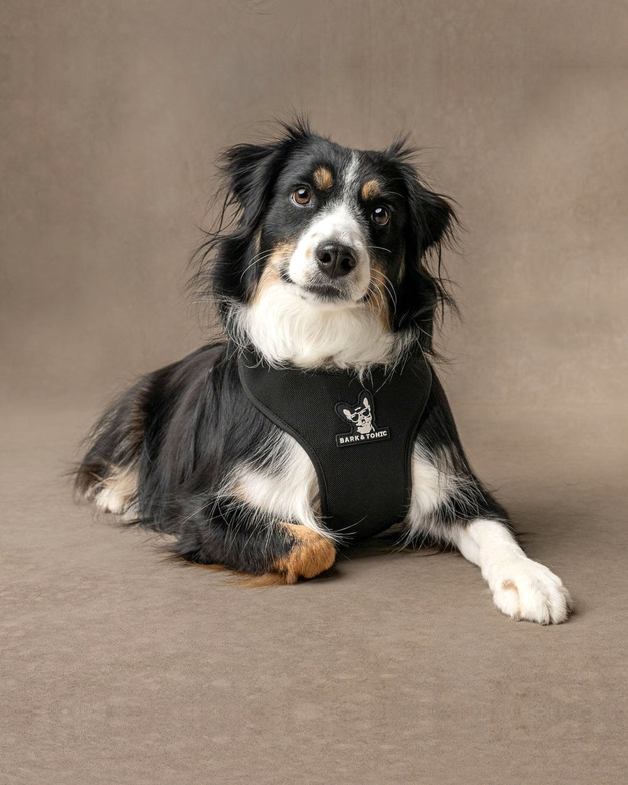 An Australian shepherd wearing the Bark & Tonic cooling harness with the gel packs inserted