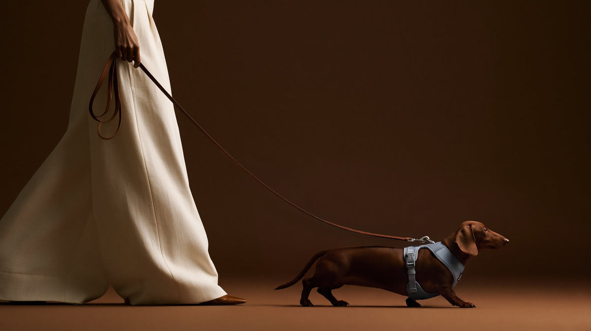A dachshund in the Tonic Ice Bark & Tonic cooling dog harness, walked on a leather leash