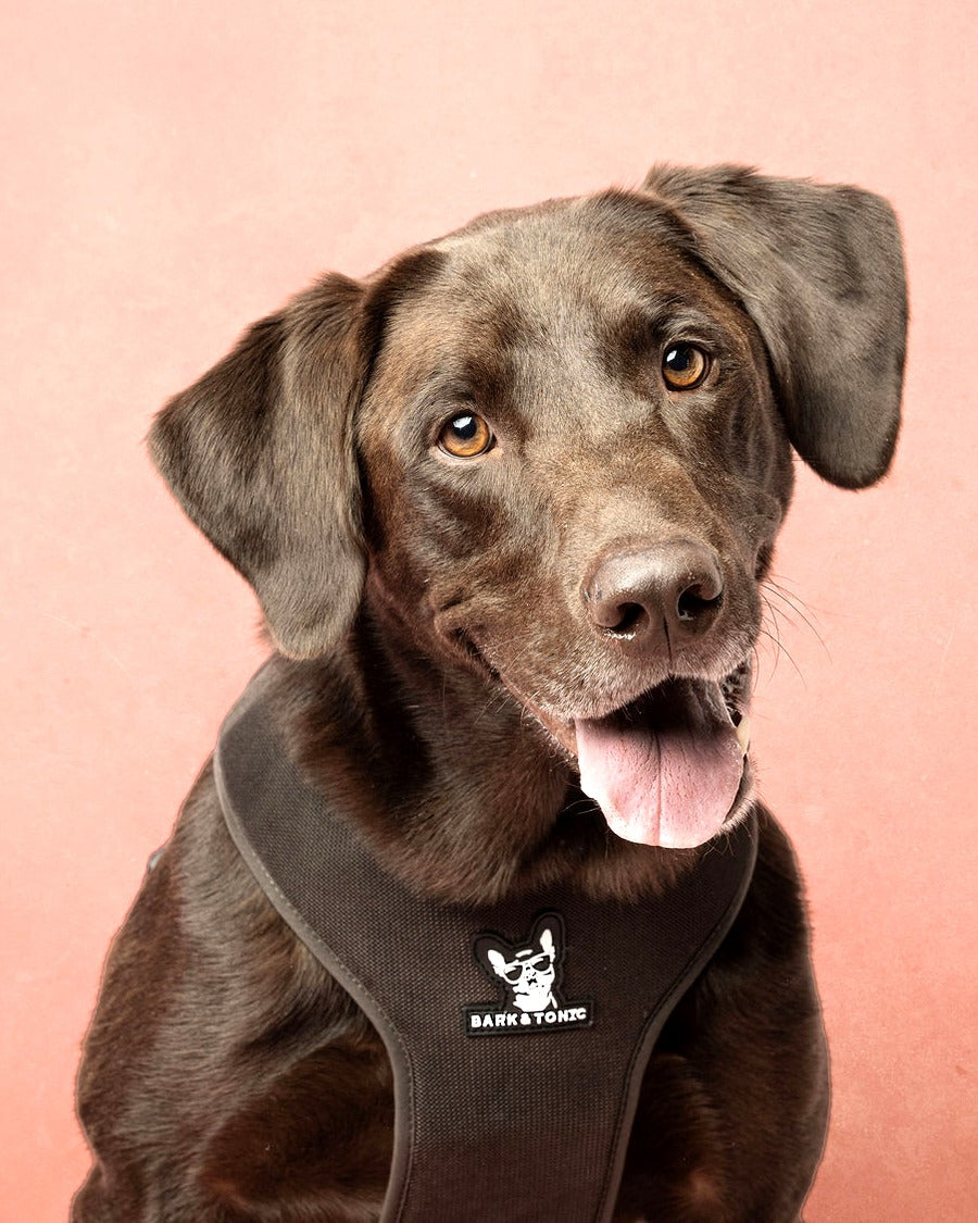 A dog wearing the Espresso (brown) Bark & Tonic Signature cooling harness