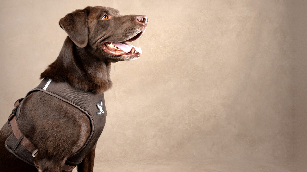 A dog wearing the Espresso Bark & Tonic Signature cooling harness (brown)