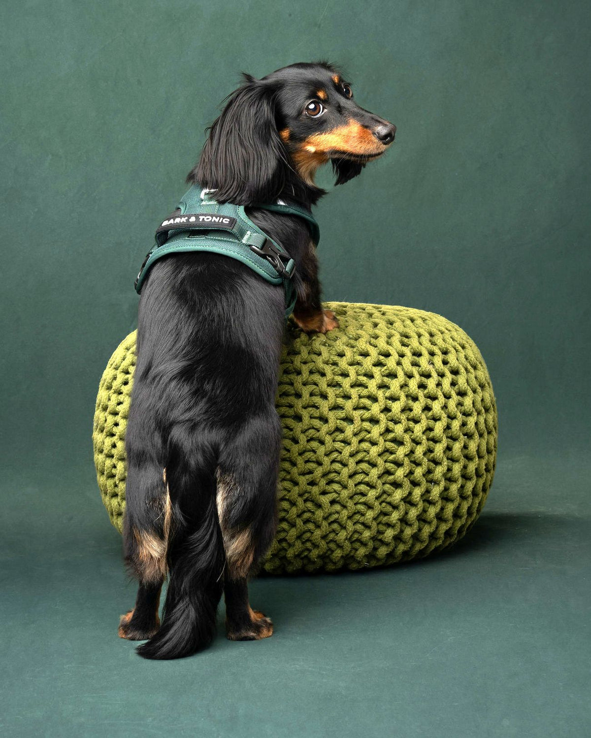 A long-haired dachshund wearing the Juniper green Bark & Tonic cooling dog harness