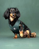 A dog wearing the Juniper (green) Bark & Tonic Signature cooling harness