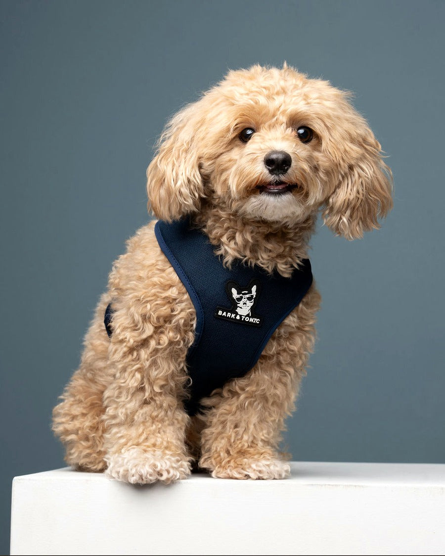 A dog wearing the Nightcap (navy blue) Bark & Tonic Signature cooling harness