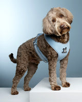 A dog wearing the Tonic Ice (light blue) Bark & Tonic Signature cooling harness