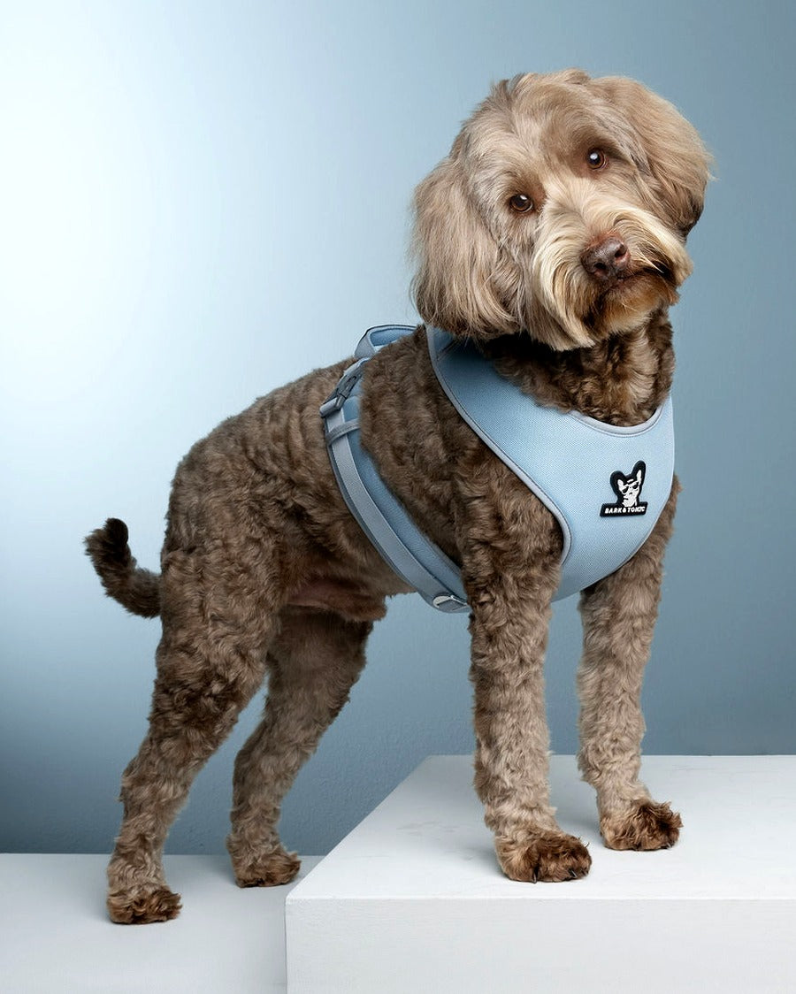 A dog wearing the Tonic Ice (light blue) Bark & Tonic Signature cooling harness