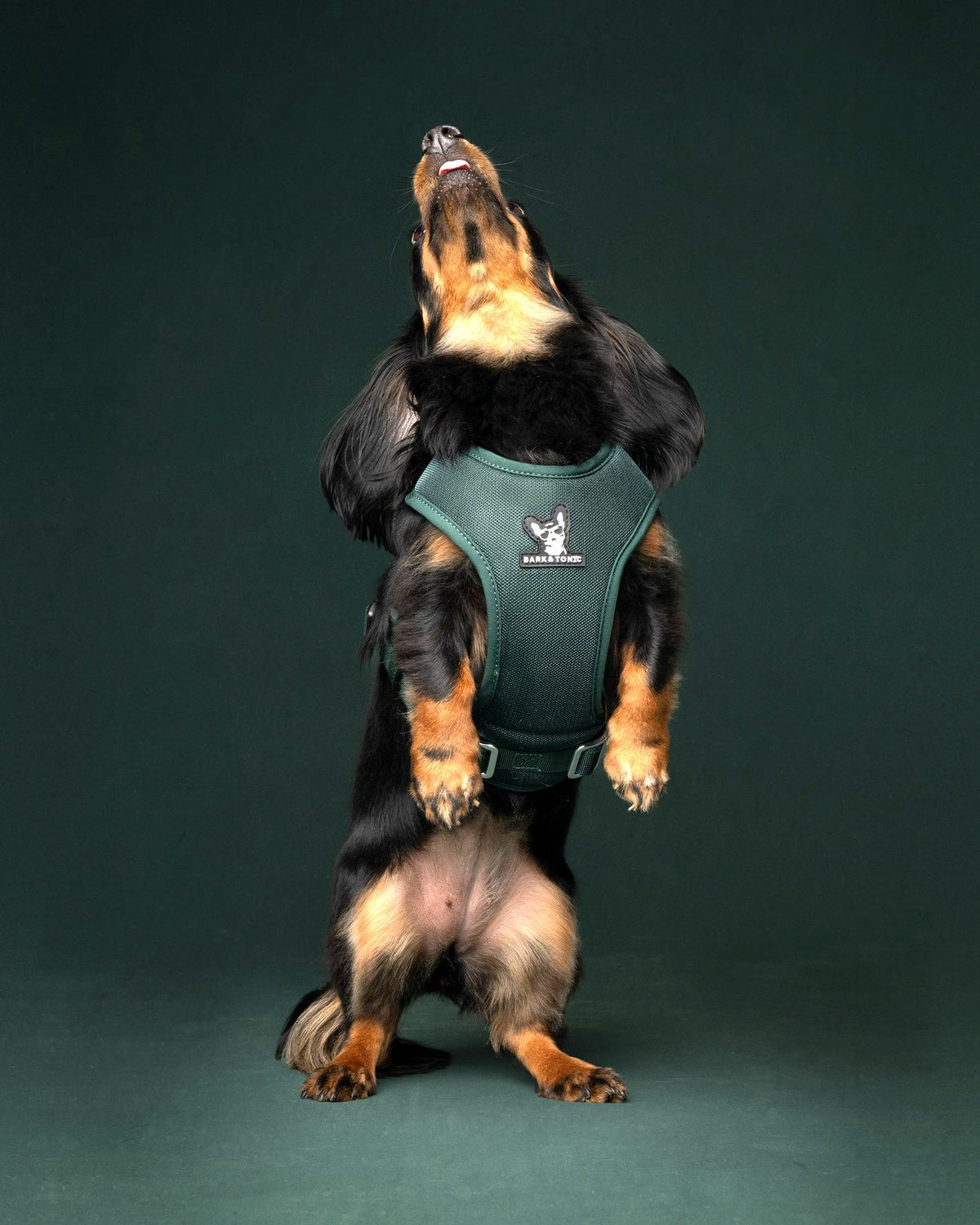 A dachshund standing up in the Juniper green Bark & Tonic cooling dog harness