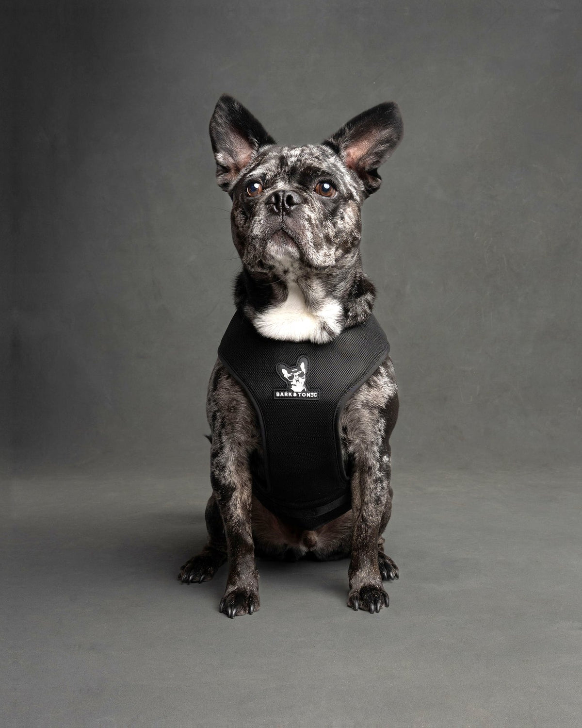 A French bulldog cool and comfortable in the Bark & Tonic cooling dog harness